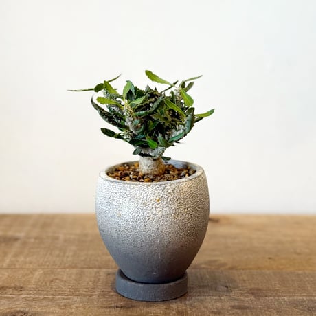 ユーフォルビアデカリー | STORES