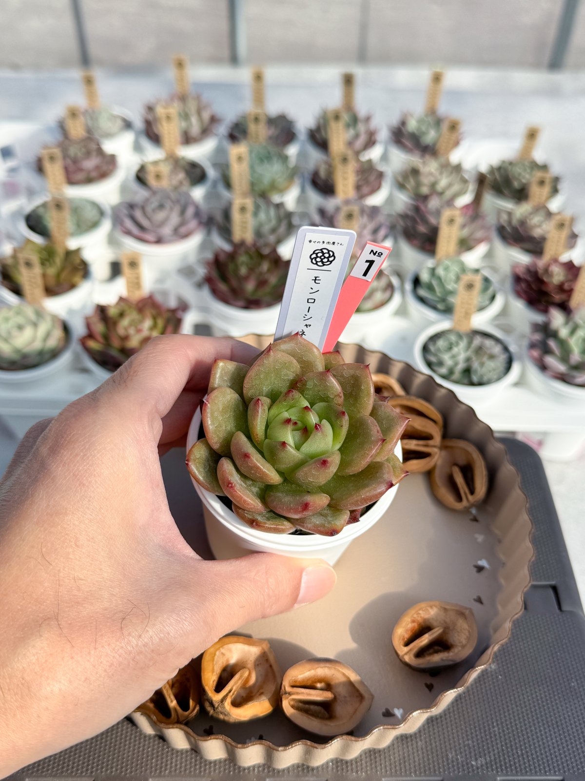 モンローシャネル（韓国苗） | 幸せの多肉屋さん