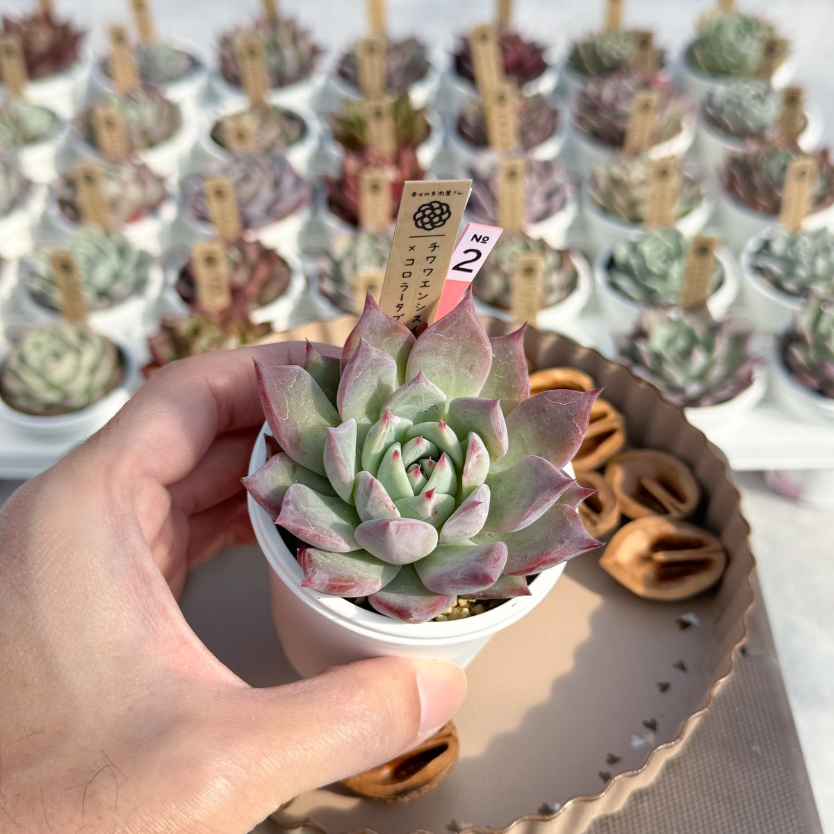 チワワエンシス イエコラxコロラータ ブランデティ（オリジナル交配苗