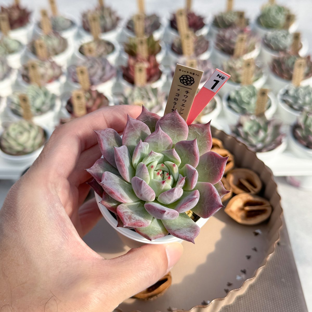 チワワエンシス イエコラxコロラータ ブランデティ（オリジナル交配苗