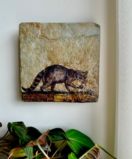 Stone Wall Art/Racoon