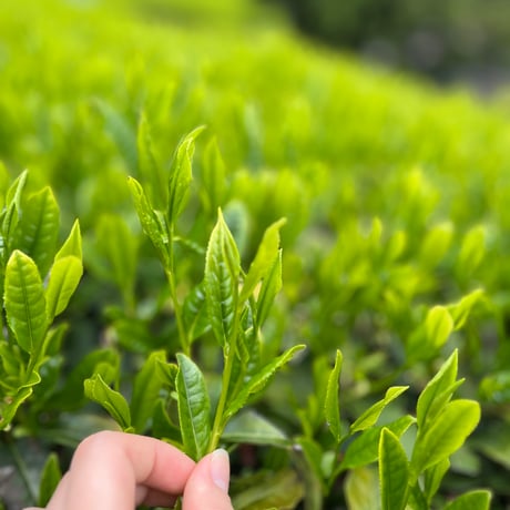 【新茶】静岡深蒸茶