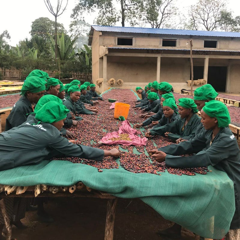 200g エチオピア グジG1 | まめや Coffee Roasters