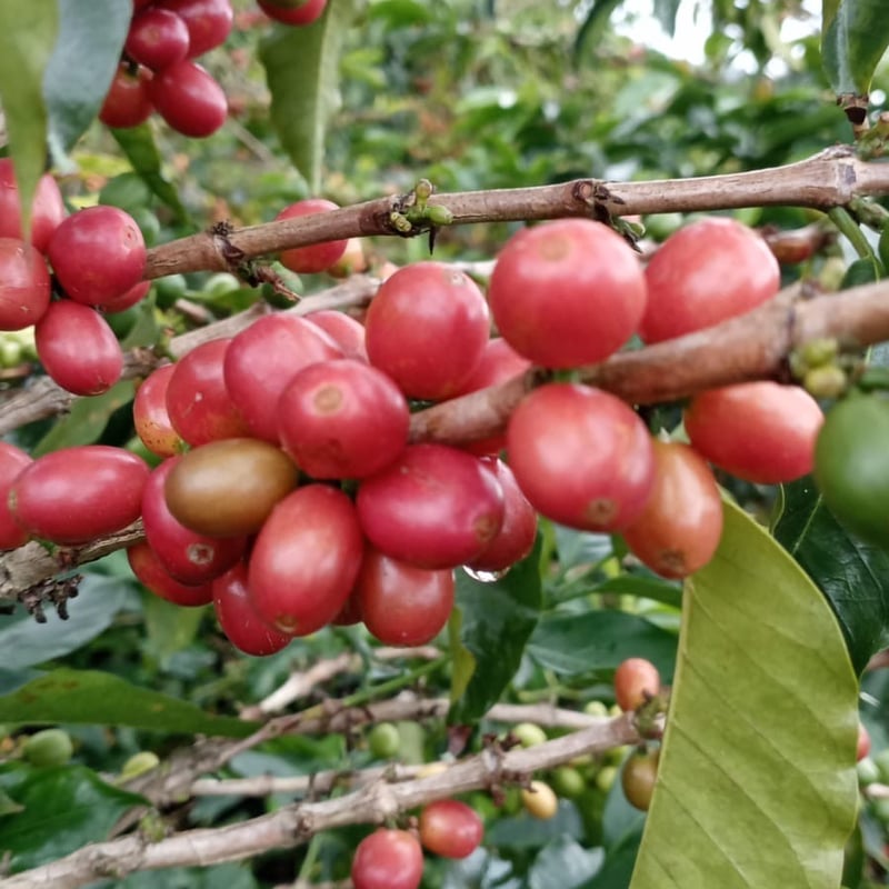 200g コロンビア ベジャビスタ農園 カトゥーラ | まめや Coffee Roasters