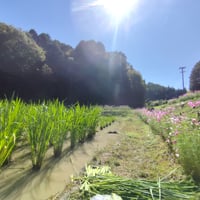 生ー真菰葉