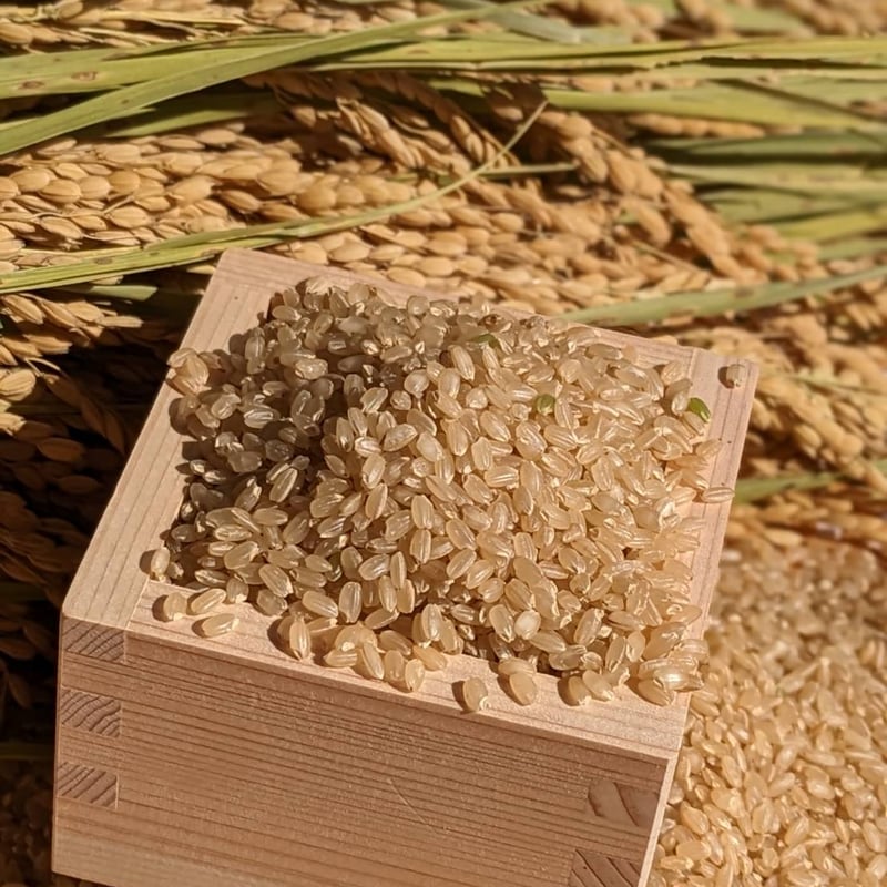 令和7年産】自然栽培のお米（玄米）10kg | えびのファーム