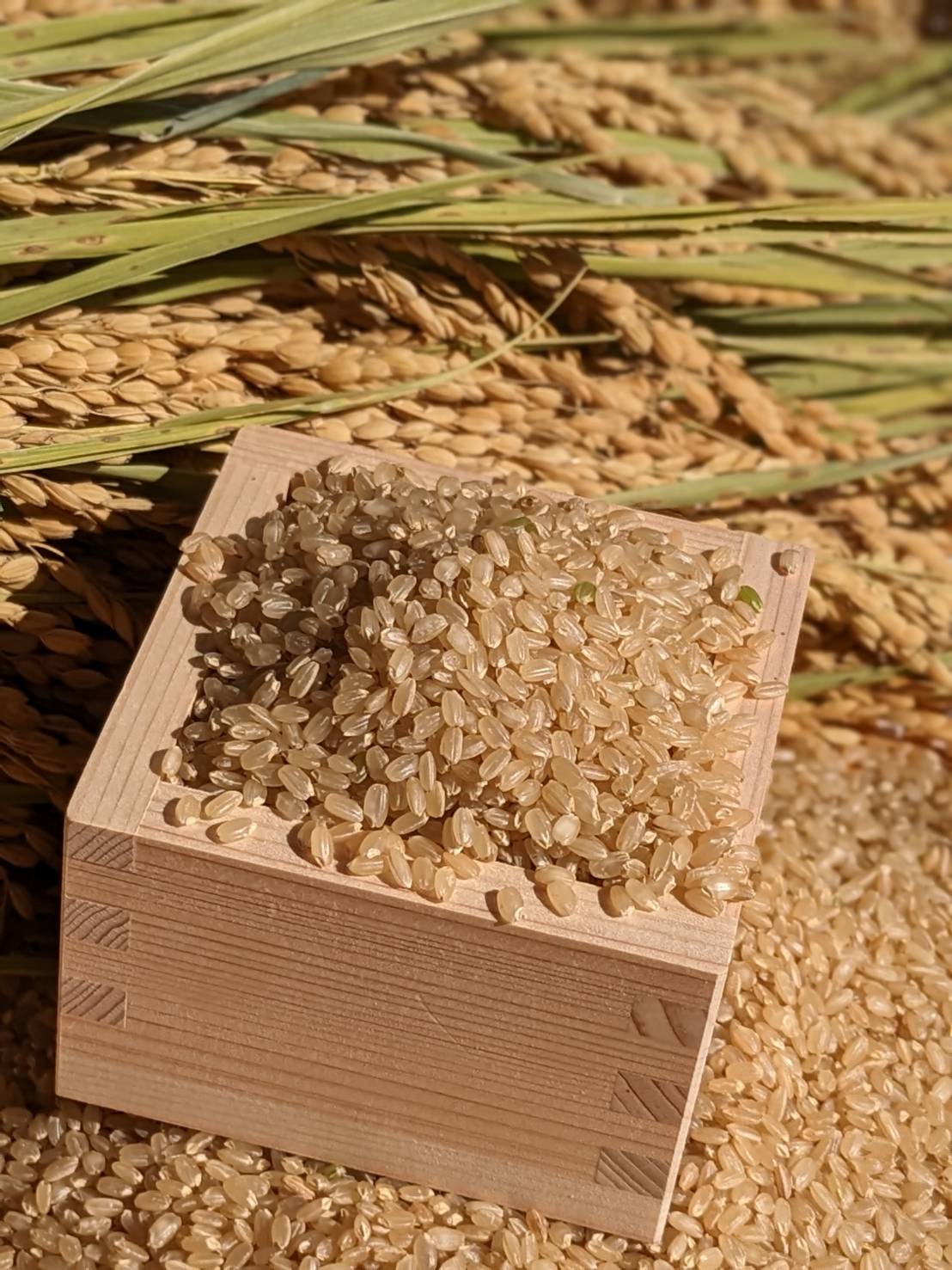 令和7年産】自然栽培のお米（玄米）10kg | えびのファーム