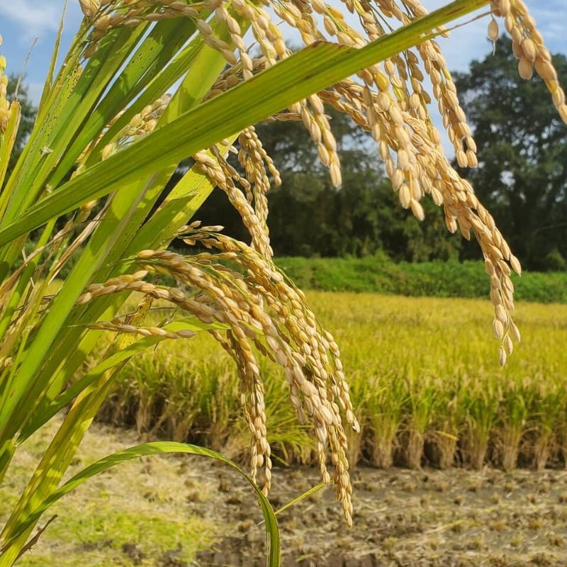 令和7年産】自然栽培のお米（玄米）10kg | えびのファーム
