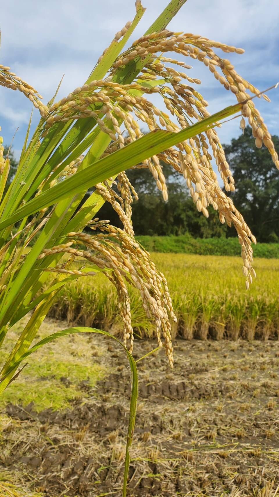 令和7年産】自然栽培のお米（玄米）10kg | えびのファーム