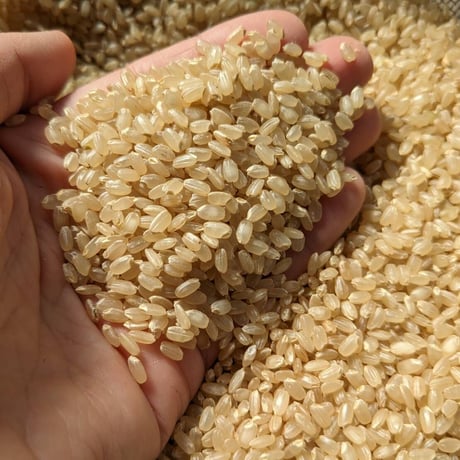 【令和７年産】自然栽培のお米（玄米）2kg