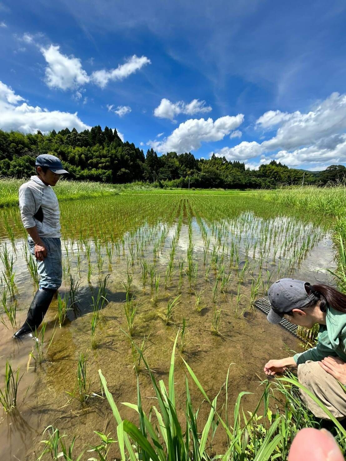 令和7年産】自然栽培のお米（玄米）10kg | えびのファーム