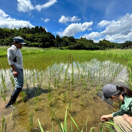 R7年産お米の定期便（白米）5kg