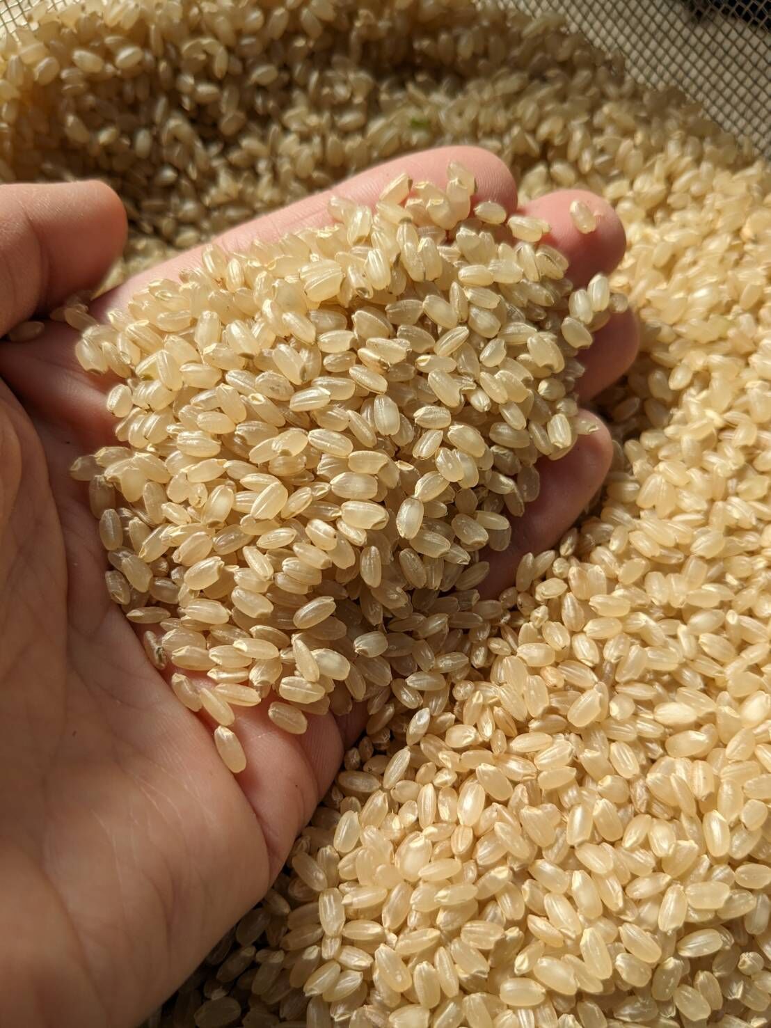 令和7年産】自然栽培のお米（玄米）10kg | えびのファーム
