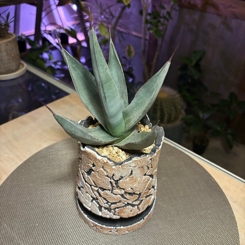 特大　アガベ シャークスキン　約60cm トゲのある葉　鉢植え アガベ シャークスキン 特大 アガベ シャークスキン 約60cm トゲのある
