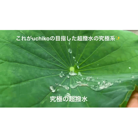 超撥水剤　uchiko×MFAVY