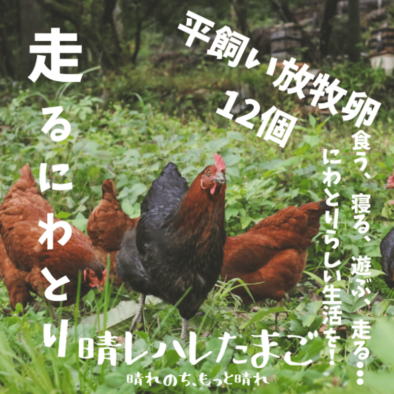 平飼い卵80個12/22常温発送きんつばわさび 走り回る！平飼い放牧卵・12個】走って、発酵飼料を食べて、谷川天然水