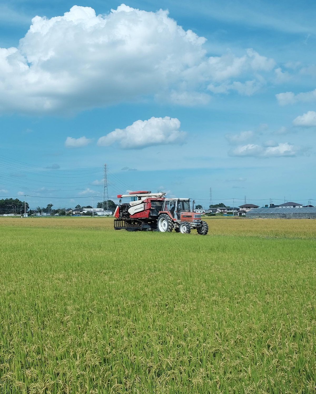 ウグイス様用埼玉県産彩のみのり9kg精米★生産農家直送 農家直送】新米 彩のきずな 令和6年度産 埼玉県産 玄米 20㎏