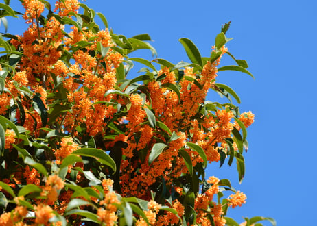 自然自生の希少な純国産​​​​​​​  黄金の金木犀の花の桂花茶2025 　　手摘み　天日干し　完全自然栽培　無農薬　希少価値