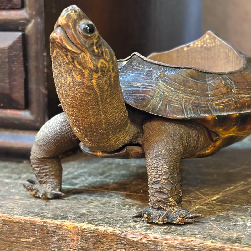 亀の剥製 灰皿 ※参照 | アンティーク家具と喫茶キャバレーの