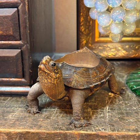 インパラ剥製ハンティングトロフィー