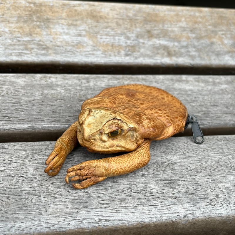 珍品！蛙の剥製！ガマ口財布 （本物） | アンティーク家具と喫茶