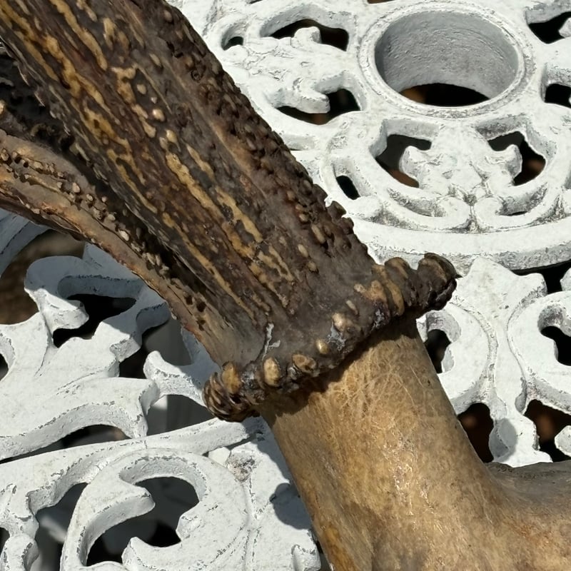 鹿角スカル Yahoo!オークション - 5715鹿の角 鹿角 スカル シカ 骨格標本