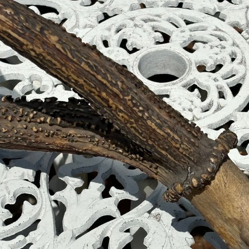 鹿の角 アンティークリアルスカル | アンティーク家具と喫茶