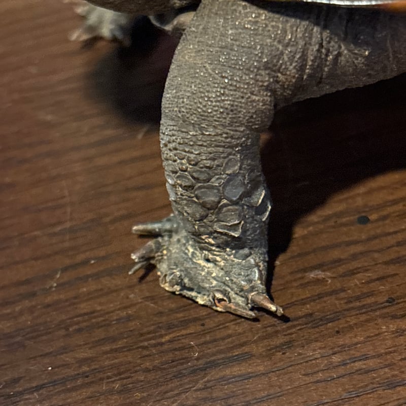 亀の剥製 灰皿 ※参照 | アンティーク家具と喫茶キャバレーのネットショップ