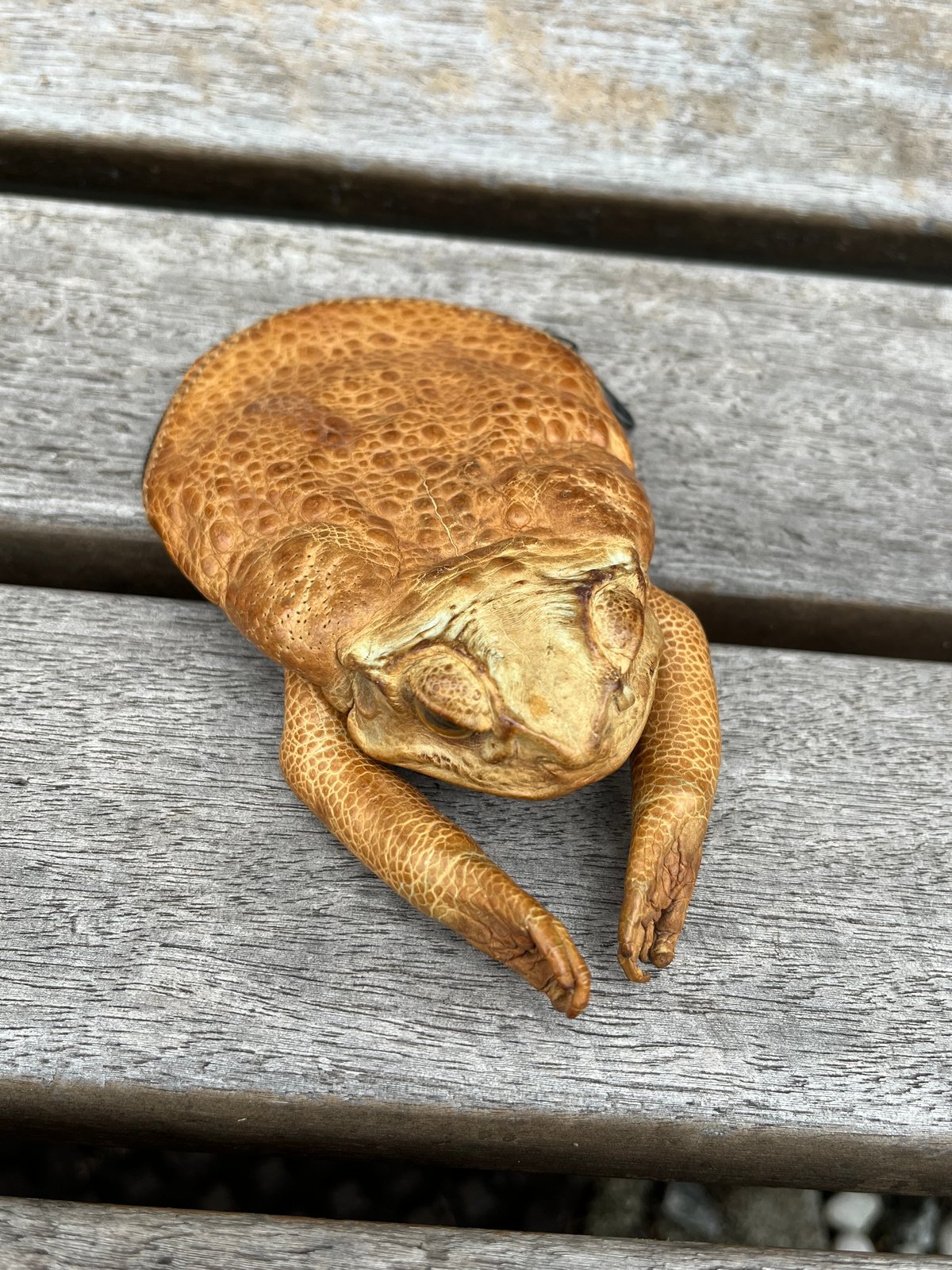 珍品！蛙の剥製！ガマ口財布 （本物） | アンティーク家具と喫茶