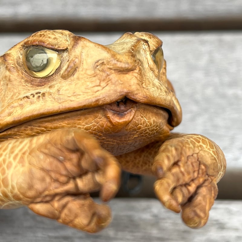 E-4 昭和レトロ 木彫り ガマ蛙 古道具 アンティーク 香炉 小物入れ 置物 E-4 昭和レトロ 木彫り ガマ蛙 古道具 アンティーク 香炉 小物入れ
