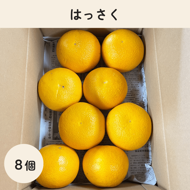 八朔（はっさく） 8個 | みかんファーム保井 公式オンラインショップ