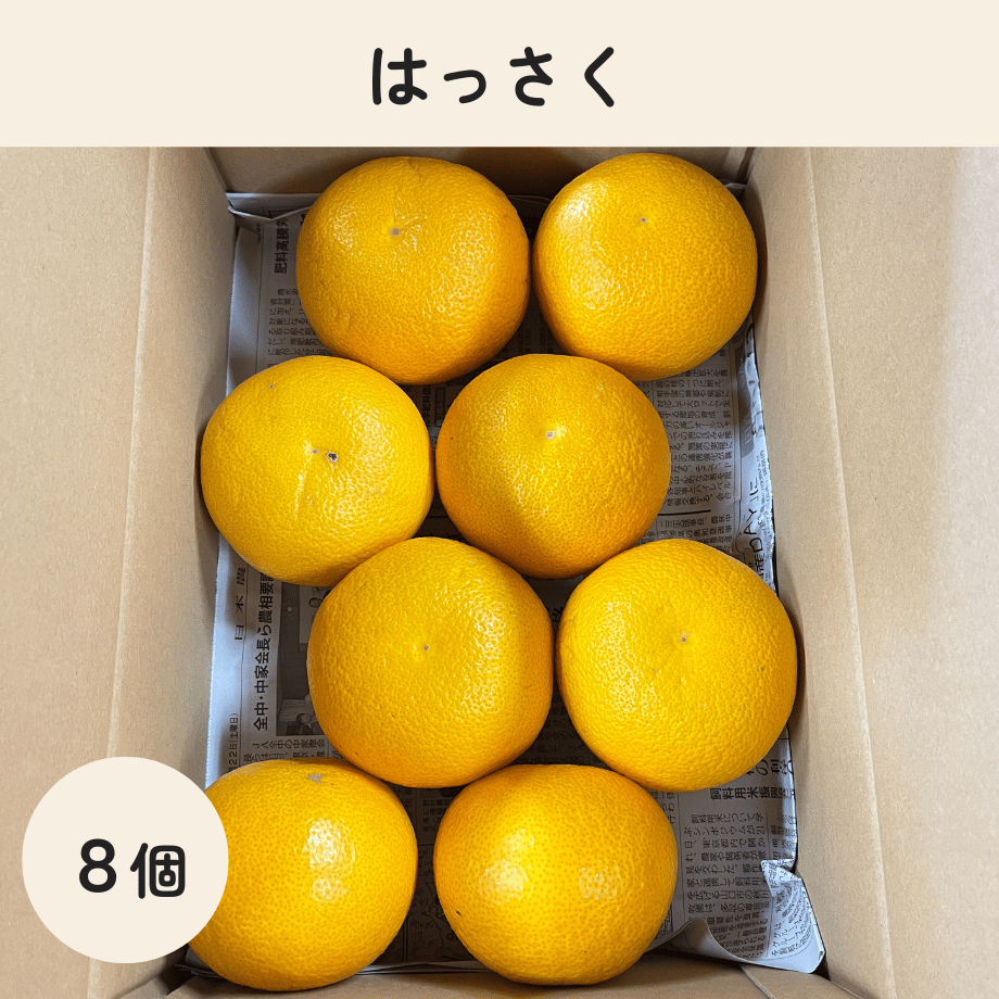 八朔（はっさく） 8〜10個 | みかんファーム保井 公式オンラインショップ