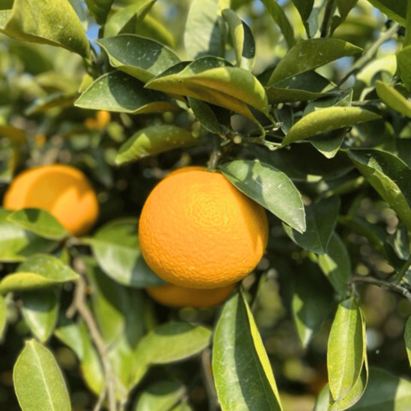 八朔（はっさく） 8個 | みかんファーム保井 公式オンラインショップ