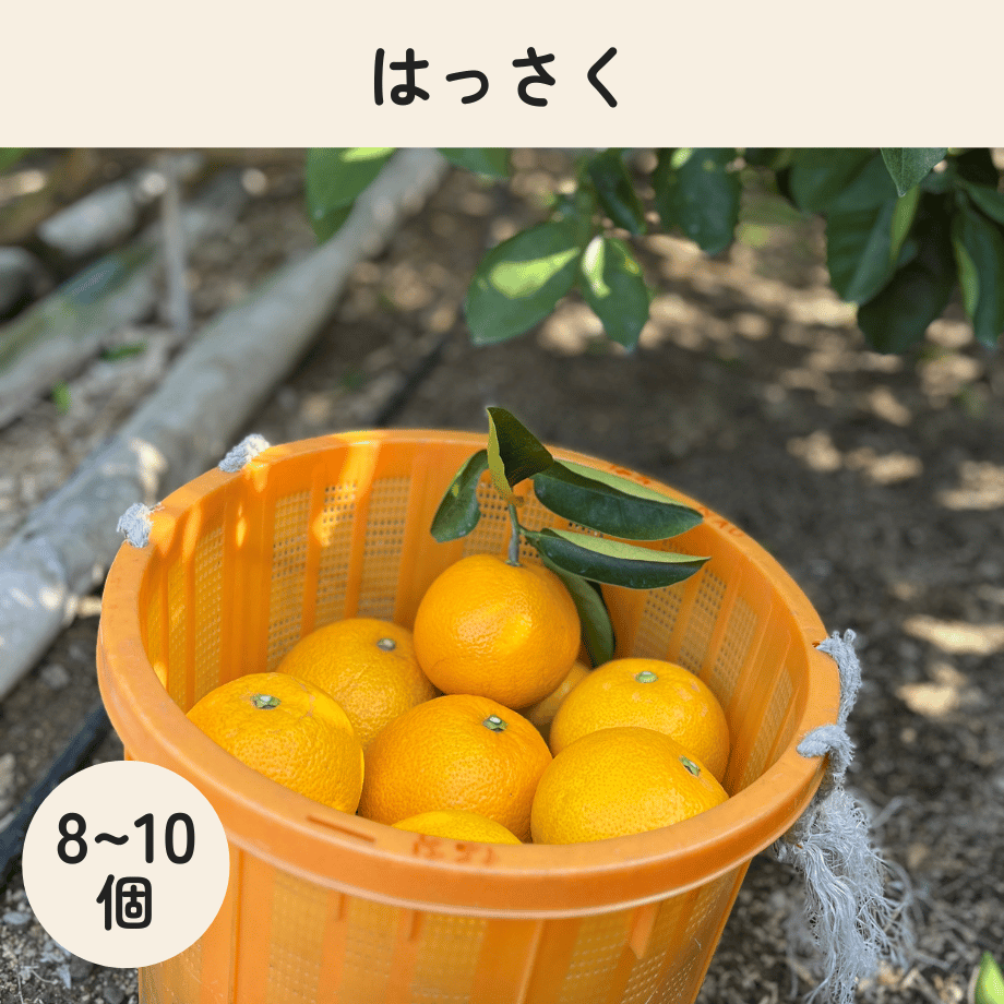 八朔（はっさく） 8〜10個 | みかんファーム保井 公式オンラインショップ
