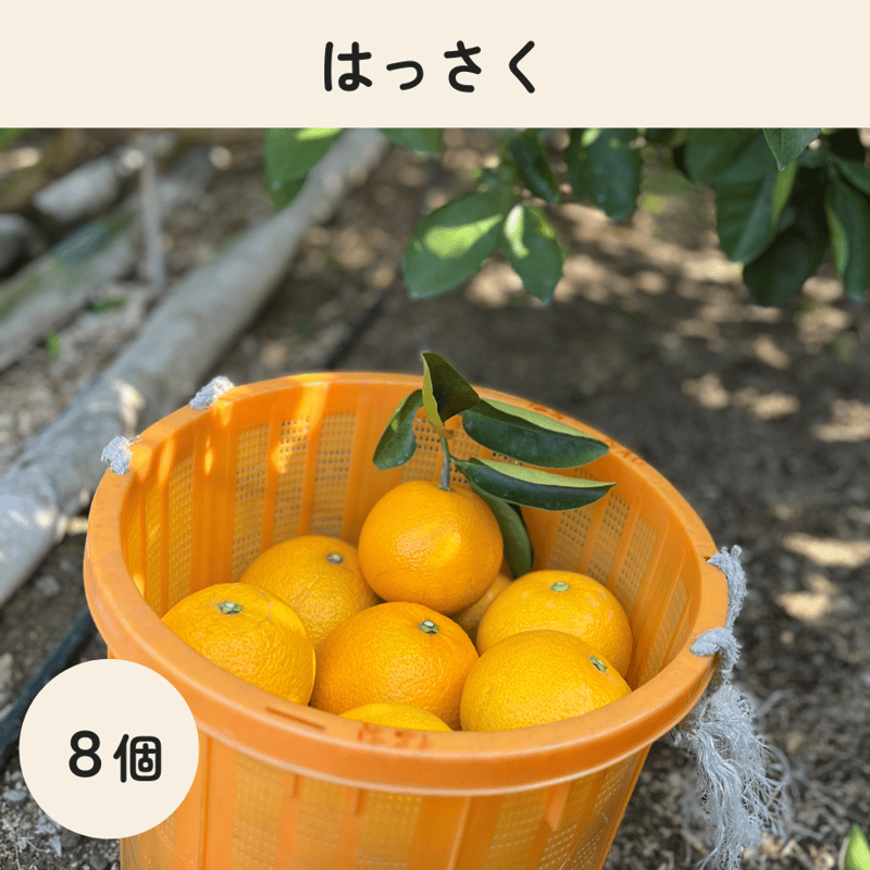 八朔（はっさく） 8個 | みかんファーム保井 公式オンラインショップ