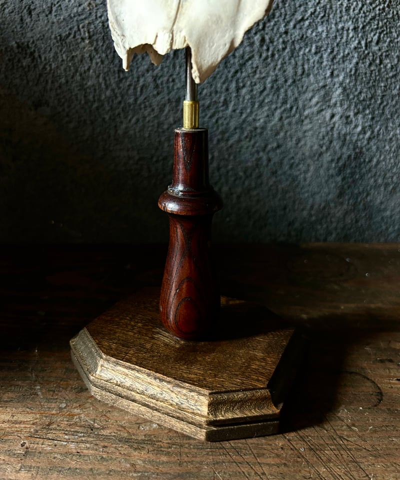 鹿角 標本 / 本物 頭蓋骨 / ハンティングトロフィー / 自然標本