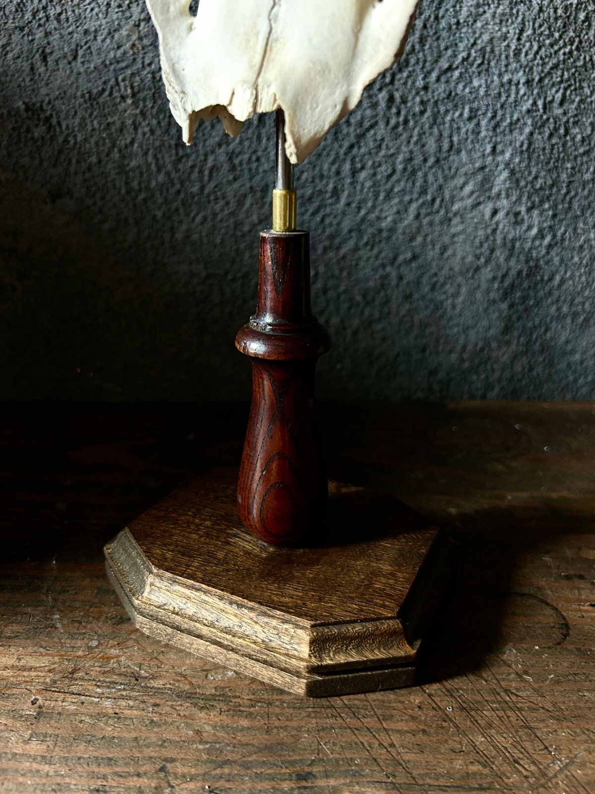 鹿角 標本 / 本物 頭蓋骨 / ハンティングトロフィー / 自然標本