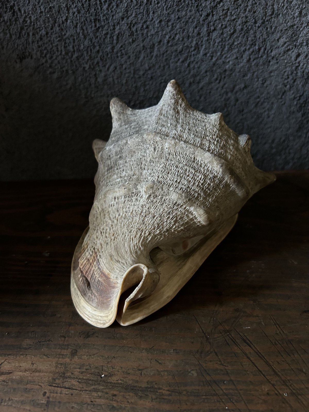 巻き貝の標本/トウカムリガイ/大きい/アンティーク | 骨董