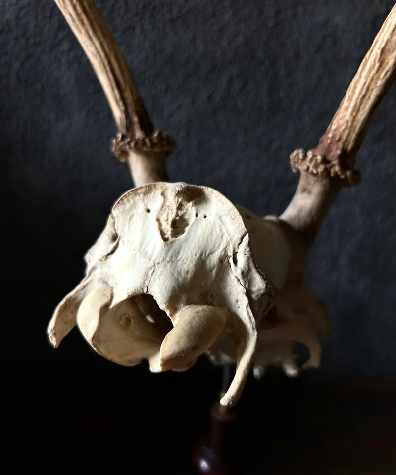 鹿角 標本 / 本物 頭蓋骨 / ハンティングトロフィー / 自然標本