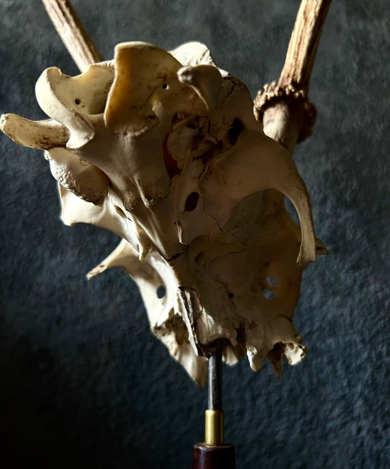 鹿角 標本 / 本物 頭蓋骨 / ハンティングトロフィー / 自然標本