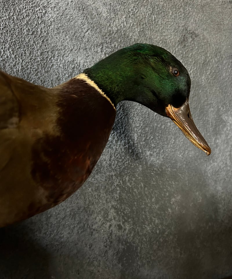 真鴨の剥製/骨董/アンティーク/壁掛け | 骨董・アンティークの