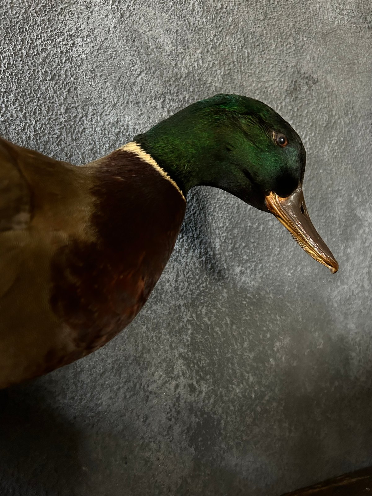 鴨の剥製(対) タだお on X