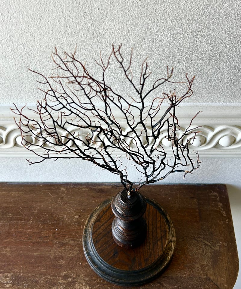 サンゴ標本「海団扇A」/アンティーク/オブジェ | 骨董・アンティーク