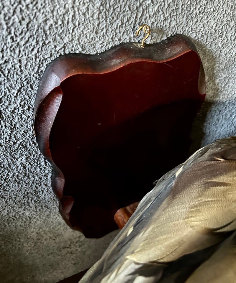 真鴨の剥製/骨董/アンティーク/壁掛け | 骨董・アンティークの