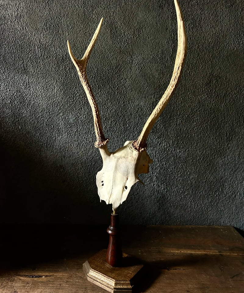 エルク 鹿の角 アカジカ ハンティングトロフィー ディアホーン 頭骨