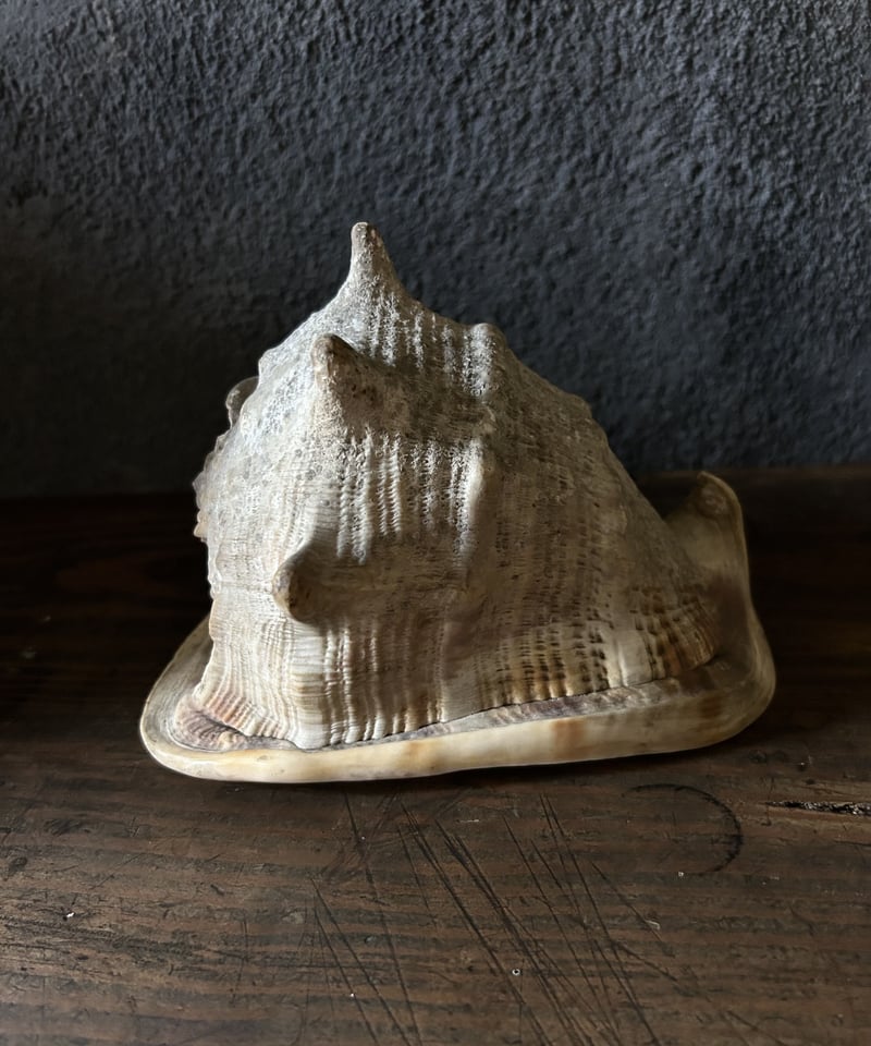 巻き貝の標本/トウカムリガイ/大きい/アンティーク | 骨董