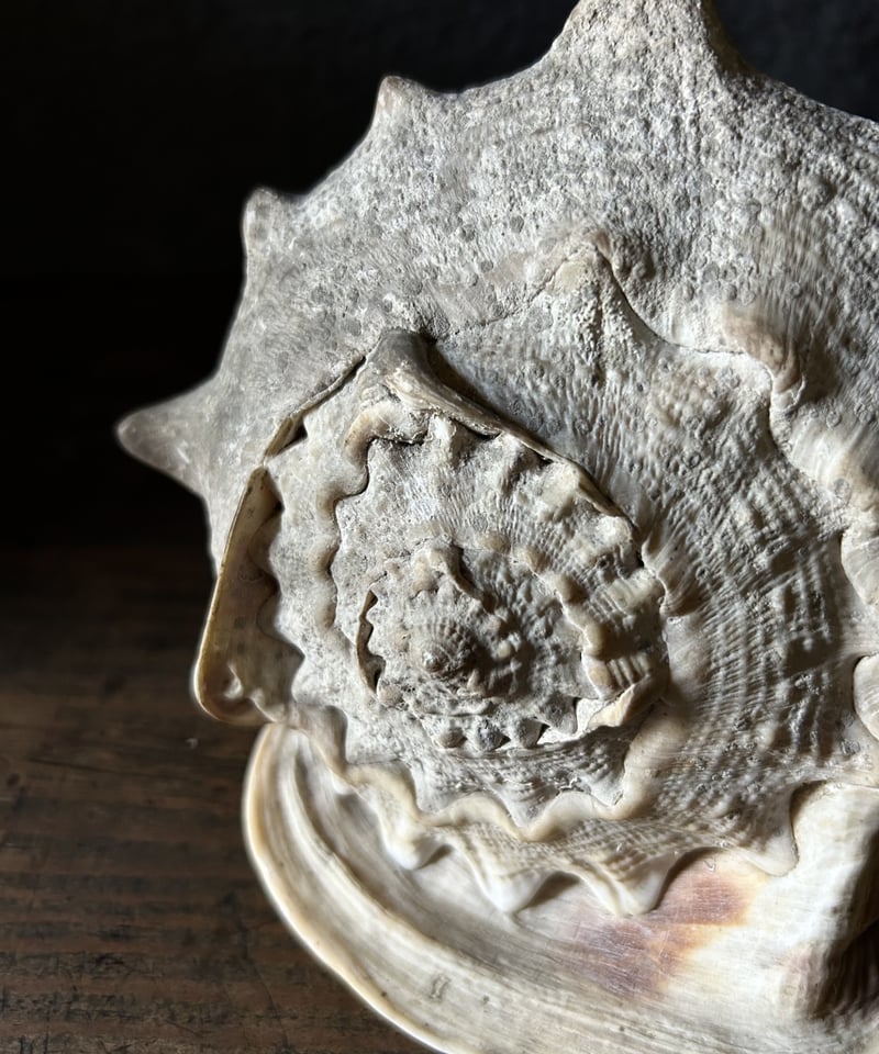 トウカムリガイ　約27cm 貝インテリア 特大 貝殻 巻貝 トウカムリガイ 置物 27cm 訳あり - メルカリ