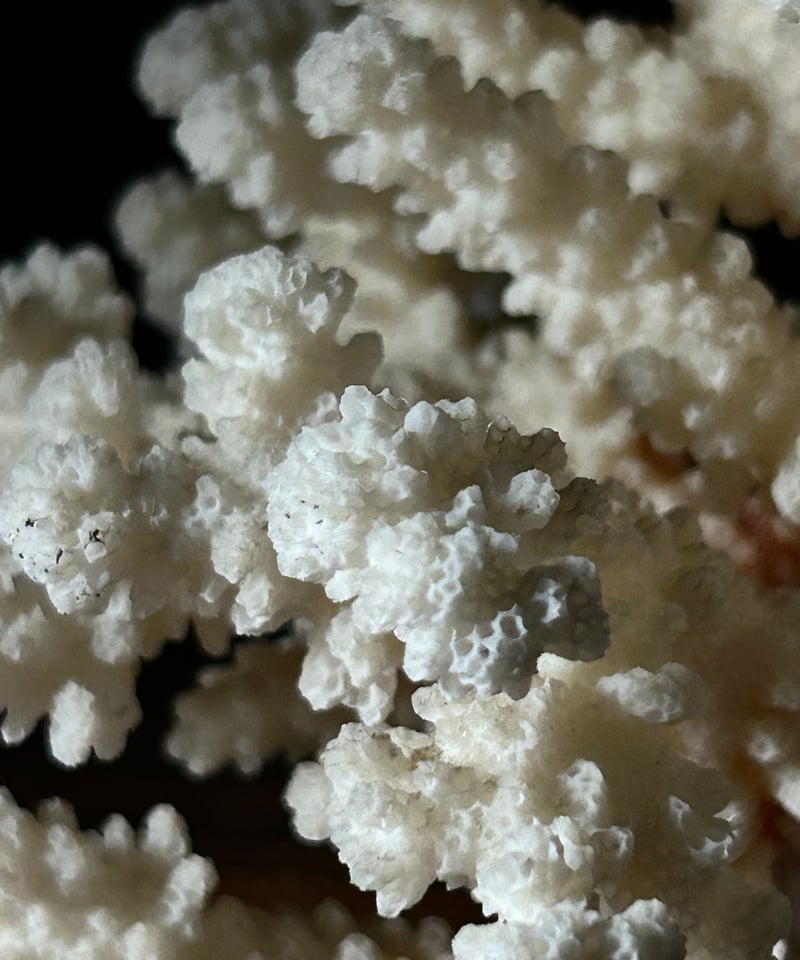 サンゴの標本/オブジェ/骨董/アンティーク | 骨董・アンティーク