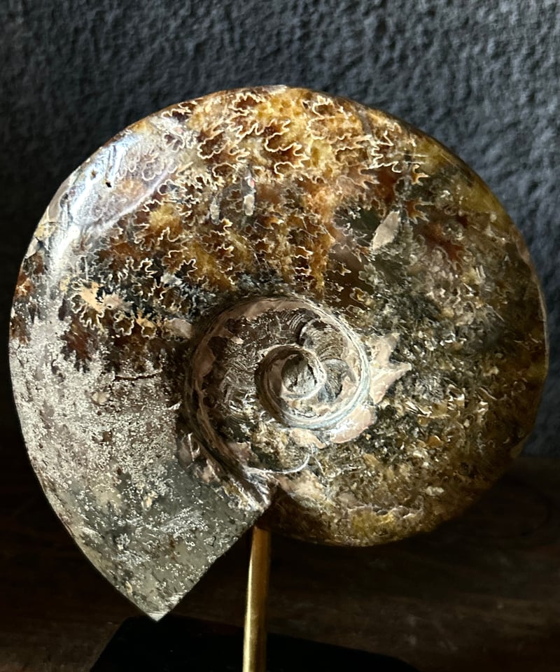 ✨美品✨アンモナイト 置物オブジェ大型化石アフリカ産 432g 直径11.5