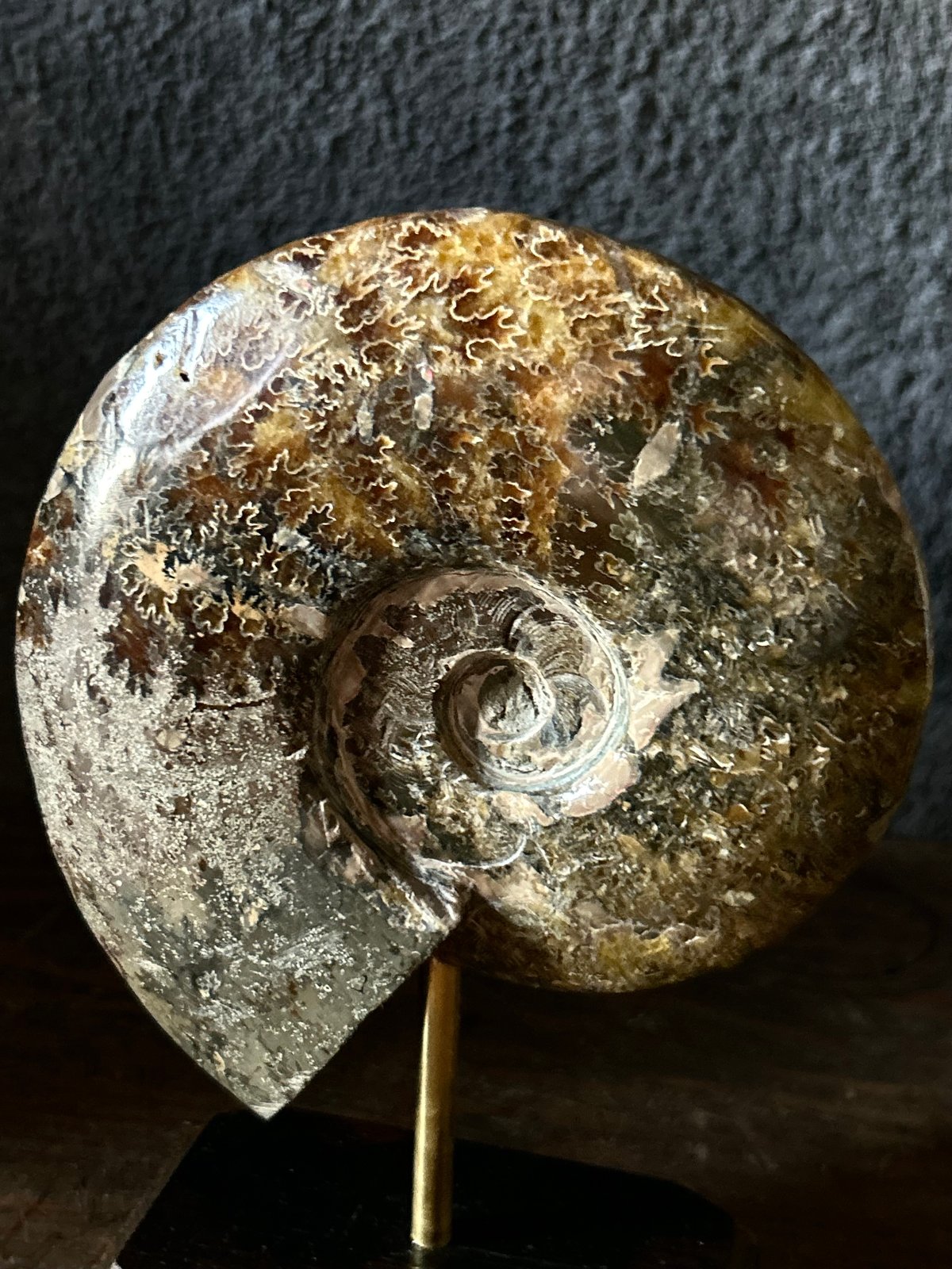 アンモナイト/オブジェ/標本/茶色/縫合線/原石/ | 骨董・アンティーク